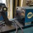 Used Miller 22A 24V Wirefeeder